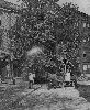 shadetreecommissionmisc03treespraying1906.gif